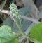 صفاء الهزيم (صفاء)'s picture